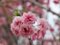 -天适樱花悠乐园