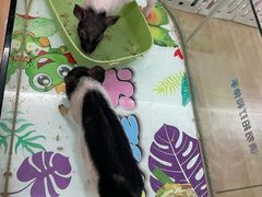 -三亚亚龙湾人间天堂鸟巢度假村