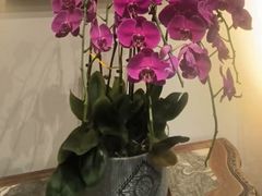 -龍聚祥烧麦馆(鼓楼店)