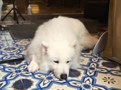 -more than meow吴止猫主题餐厅(承德 中船汇店)