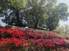 -红螺寺