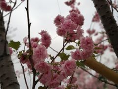 -天适樱花悠乐园
