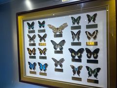 -上海昆虫博物馆