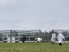 -盐城丹顶鹤湿地生态旅游区