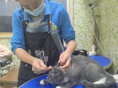 -瑞鹏宠物医院·微创内窥镜·骨外科·牙科(翠竹分院)