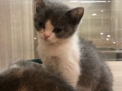 -飞行喵MR PILOT|猫舍·猫咖(静安大融城店)