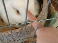 -吉丁鸟咖·异宠·寄养