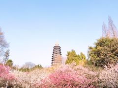 -红梅公园