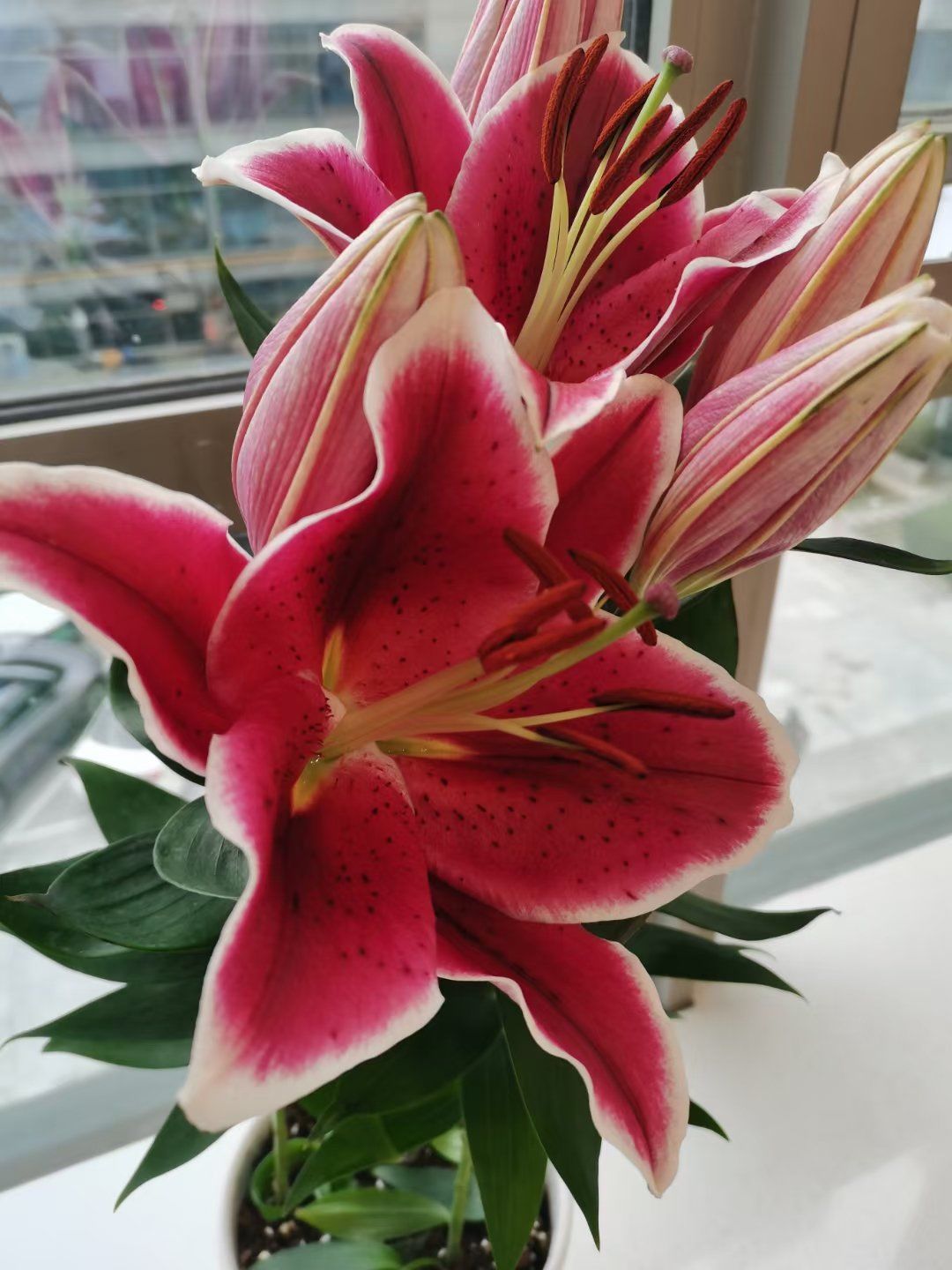 百合花开的真漂亮