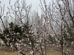 -莫子山公园