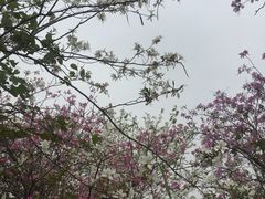 -广东花都湖国家湿地公园