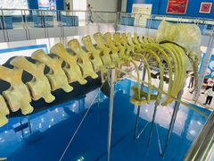 -上海海洋大学鱼文化博物馆(军工路校区)