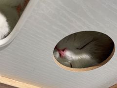 -COLOR PETS 撸猫馆·购猫·猫咖(长风大悦城店)