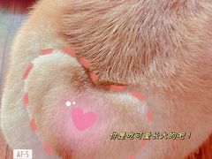 -宠小格时尚宠物生活馆(唐镇店)