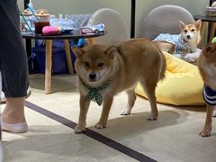 -逗柴咖啡屋·狗咖猫咖宠物桌游
