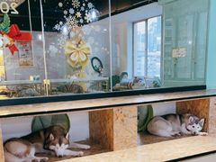 -Husky Go! 哈士奇体验馆·宠物咖啡厅狗咖
