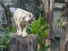 -清迈夜间动物园