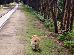 -日照海滨国家森林公园