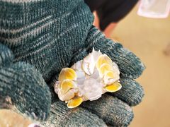 -贝壳沙滩