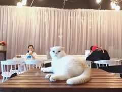 -猫爷宠物生活馆·撸猫馆