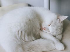 -喵的天空名猫咖啡馆·撸猫·猫舍·用品