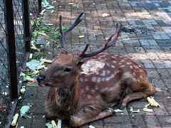 -长白岛森林公园