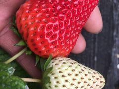 -大自然农场蔬菜草莓采摘园
