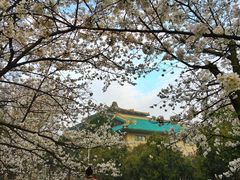 -武汉大学-樱园