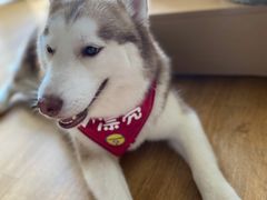 -Husky Go! 哈士奇体验馆·宠物咖啡厅狗咖