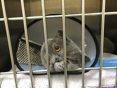 -仁华宠物医院(青羊店)