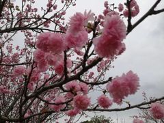 -天适樱花悠乐园