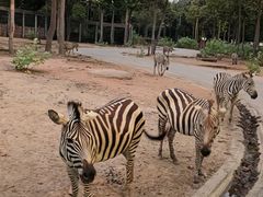 -清迈夜间动物园