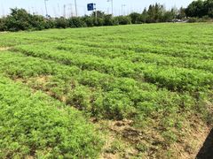 -田园东方蜜桃村的田野营地