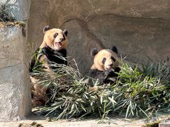 -中国大熊猫保护研究中心雅安碧峰峡基地