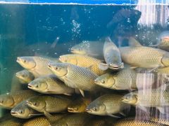 -淘米捞·米汤脆鲩鱼火锅(福田皇岗店)