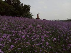 -大塘金香草谷