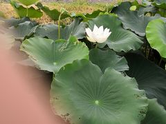 -田园东方蜜桃村的田野营地