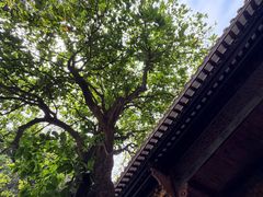 -佛山华盖山公园