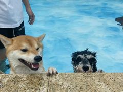 -汪说喵讲宠物乐园宠物酒店(红星美凯龙店)