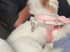 -博特宠物医院24h犬猫全科.骨科·异宠