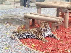 -北京野生动物园