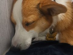 -纳吉亚猫专科动物医院·北北分院