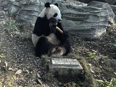 -武汉动物园