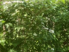 -黑龙江省森林植物园