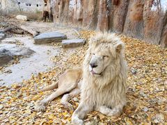 -北京野生动物园