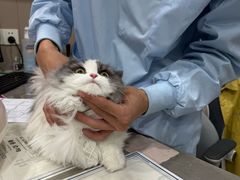 -四月宠物医院·猫专科·心脏专科·内科(转塘店)