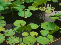 -五缘湾湿地公园