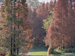 -桤木河湿地公园