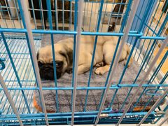 -龟与熊猫宠物公园(南坪店)