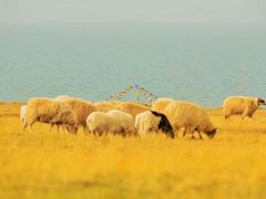 -青海湖国家重点风景名胜区